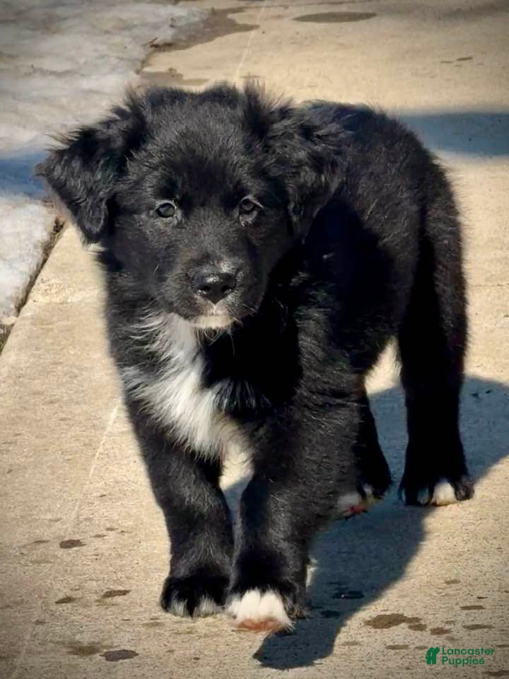 Australian Shepherd dogs Violet - Ad 1