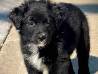 Australian Shepherd dogs for sale: Violet - Ad 2