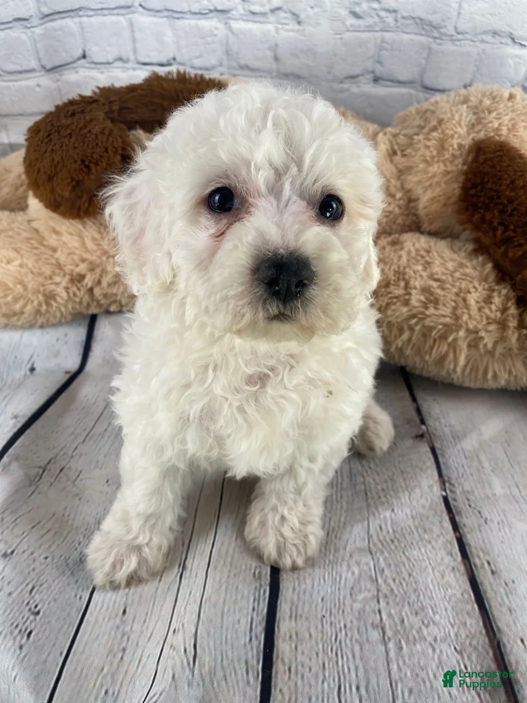 Bichon Frise dogs for sale: Annie - Ad 4