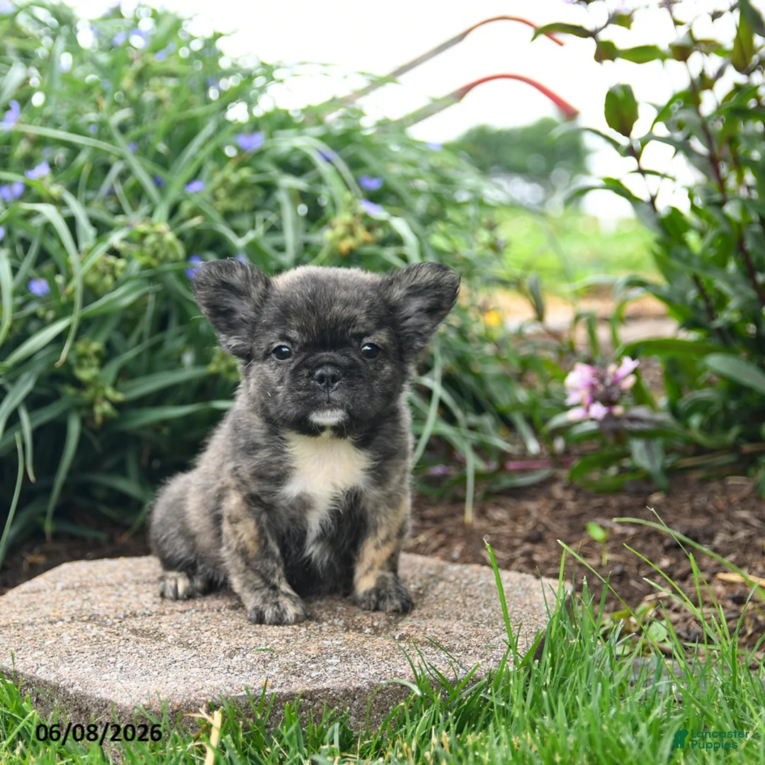 French Bulldog dogs for sale: Hazel - Ad 1