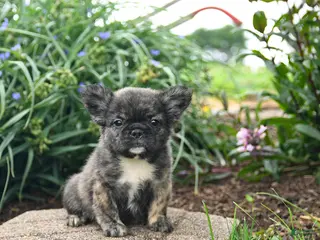 French Bulldog dogs for sale: Hazel - Ad 1