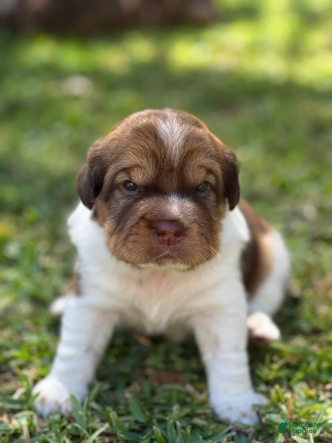 Mini Hippo dogs for sale: Mini Hippo - Avena - Ad 2