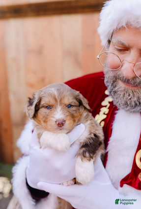 Mixed Breed dogs Pearl - Ad 2