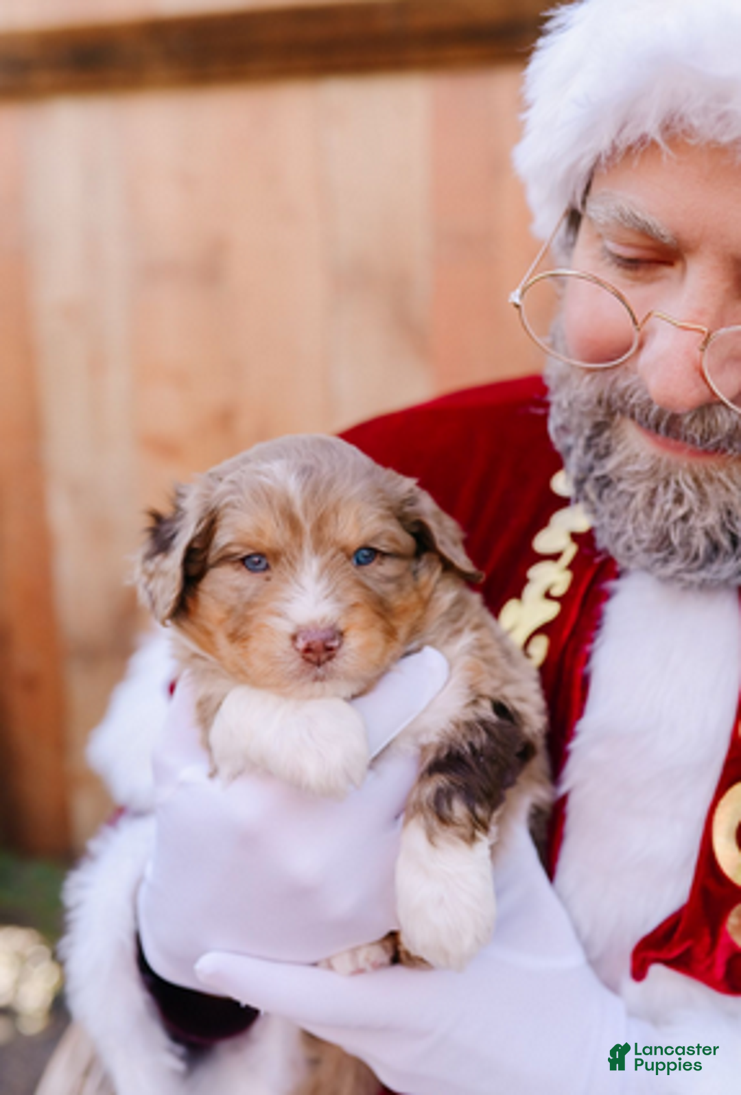 Mixed Breed dogs for sale: Pearl - Ad 1