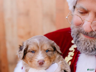 Mixed Breed dogs Pearl - Ad 5