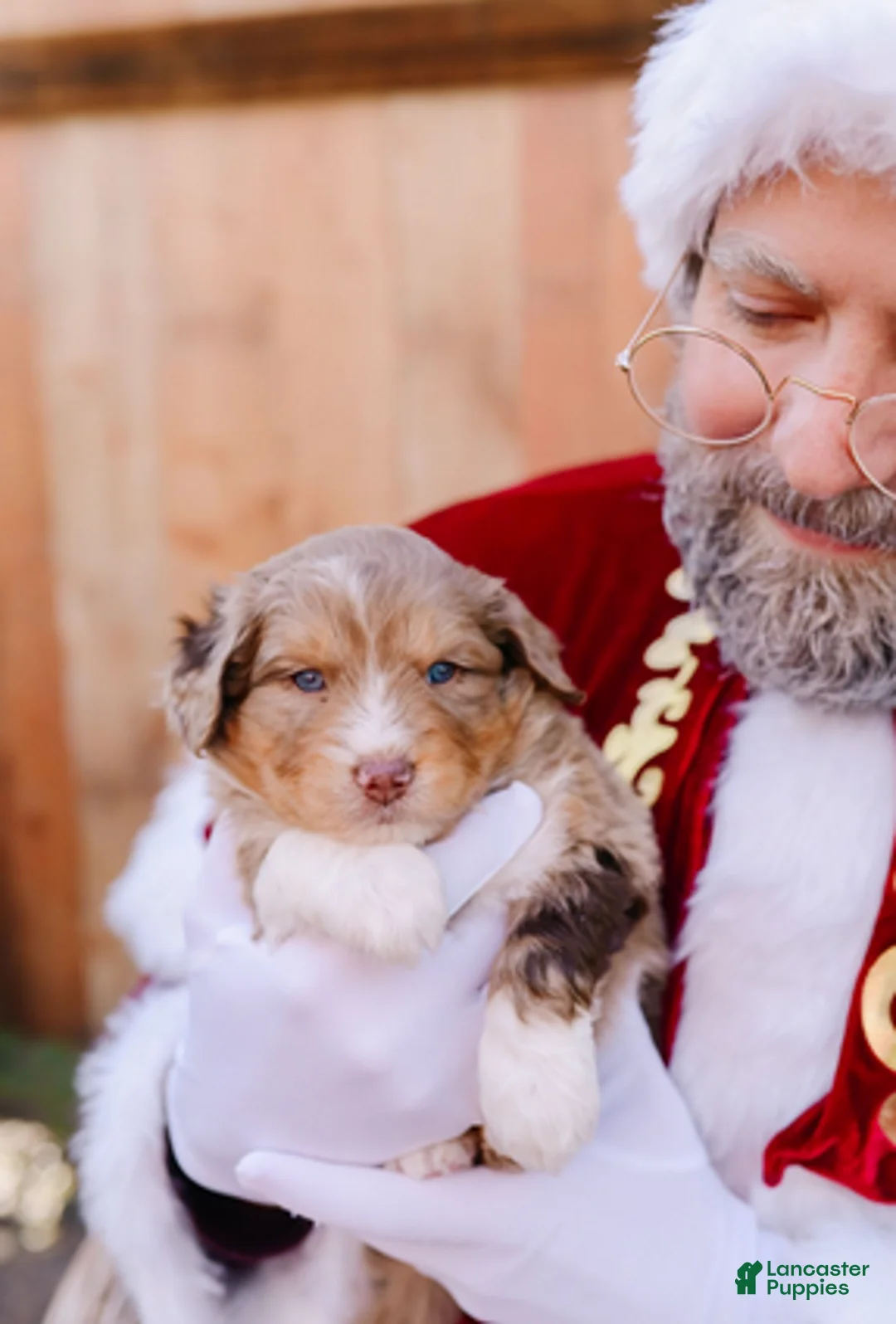 Mixed Breed dogs for sale: Pearl - Ad 1