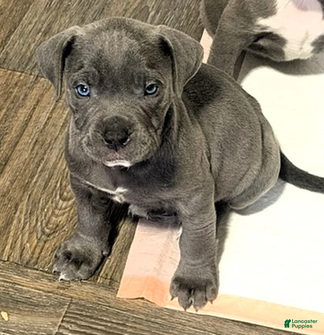 American Bully dogs for sale: "SNOOP DOGG" / BLUE NOSE - Ad 5