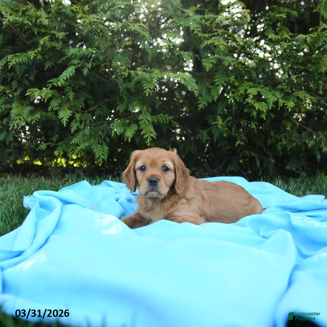 Miniature Golden Retriever dogs for sale: Charlotte - Ad 2