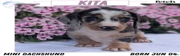 Miniature Dachshund dogs for sale: Kita - Ad 1
