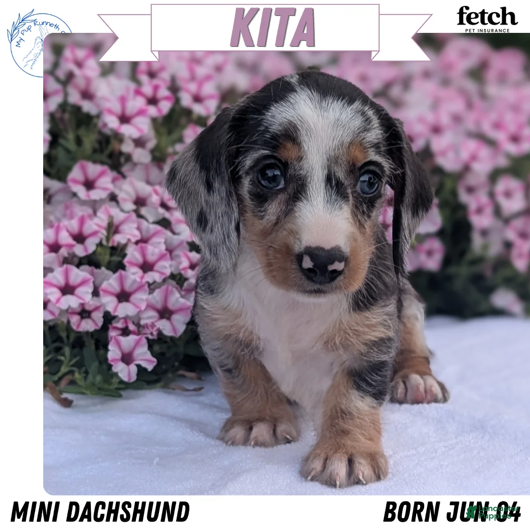 Miniature Dachshund dogs for sale: Kita - Ad 1