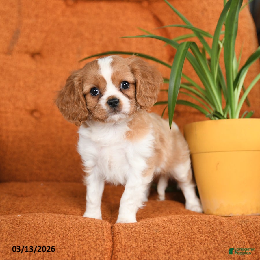 Cavapoo dogs Cookie - Ad 2