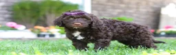 Portuguese Water Dog dogs for sale: Hailey - Ad 1