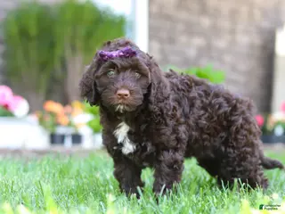 Portuguese Water Dog dogs for sale: Hailey - Ad 1