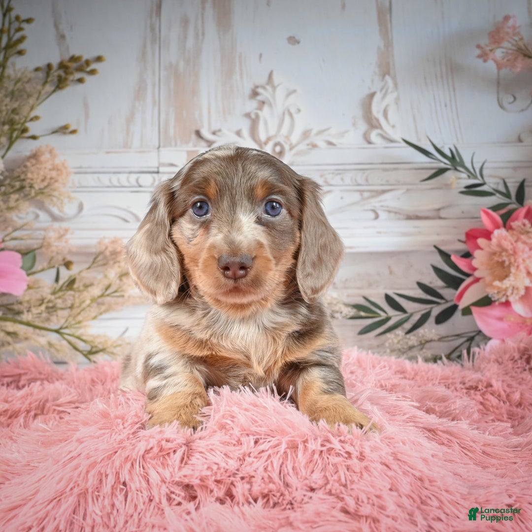 Miniature Dachshund dogs for sale: Rolex - Ad 5