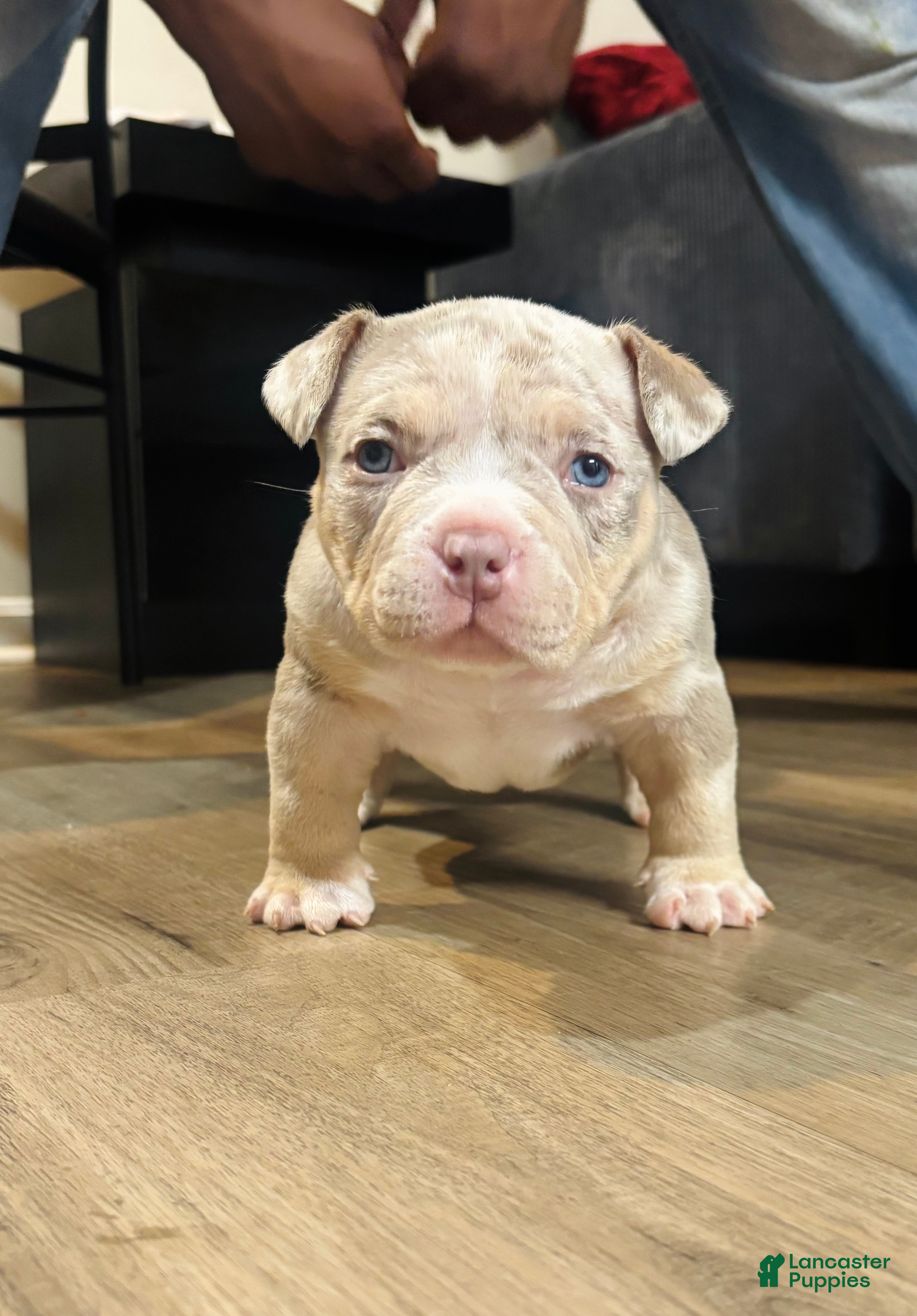 American Bully dogs for sale: Lilac tri male  - Ad 1