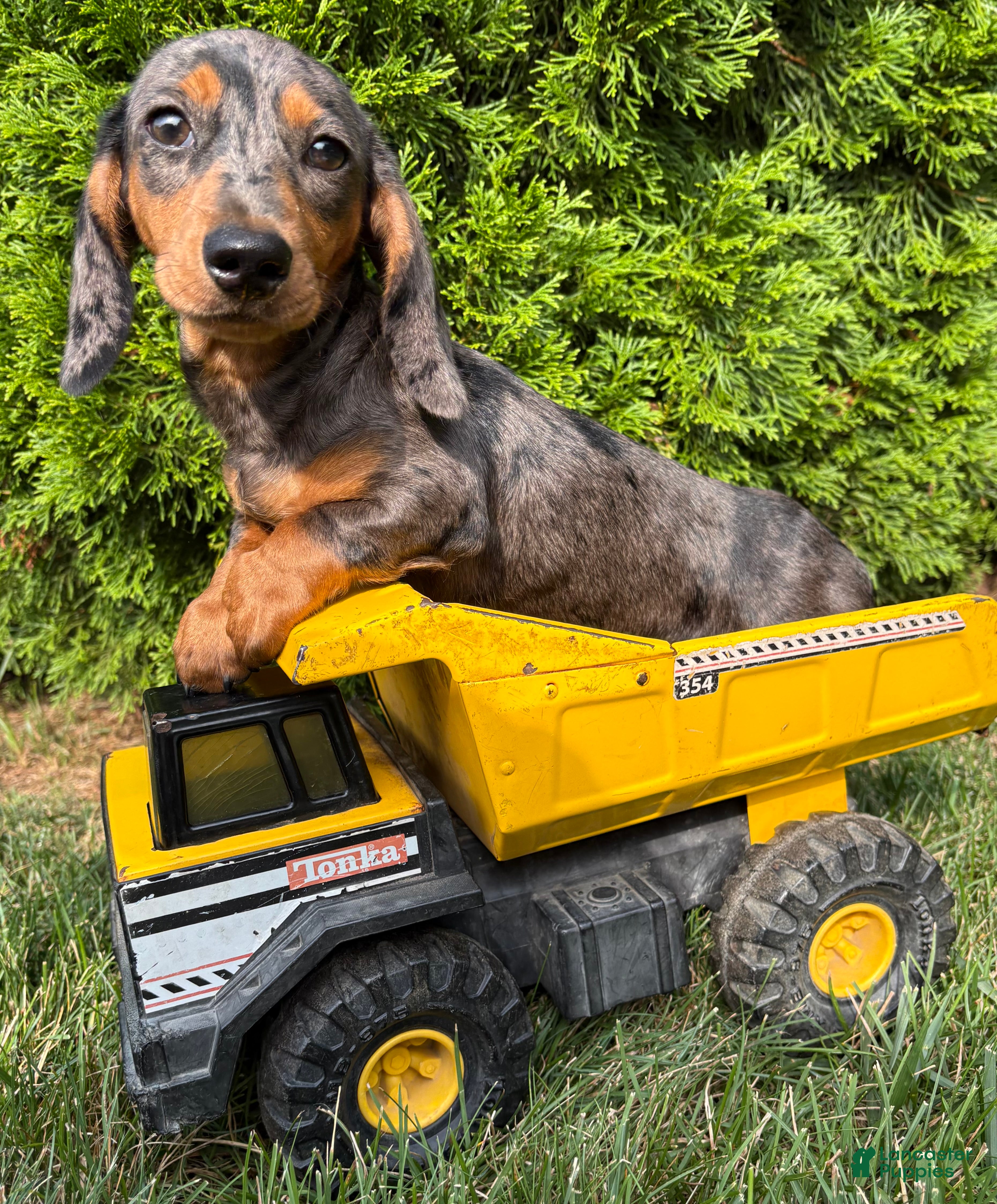 Dachshund dogs Sullivan - Ad 1