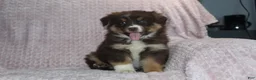 Australian Shepherd dogs for sale: Poppy - Ad 6