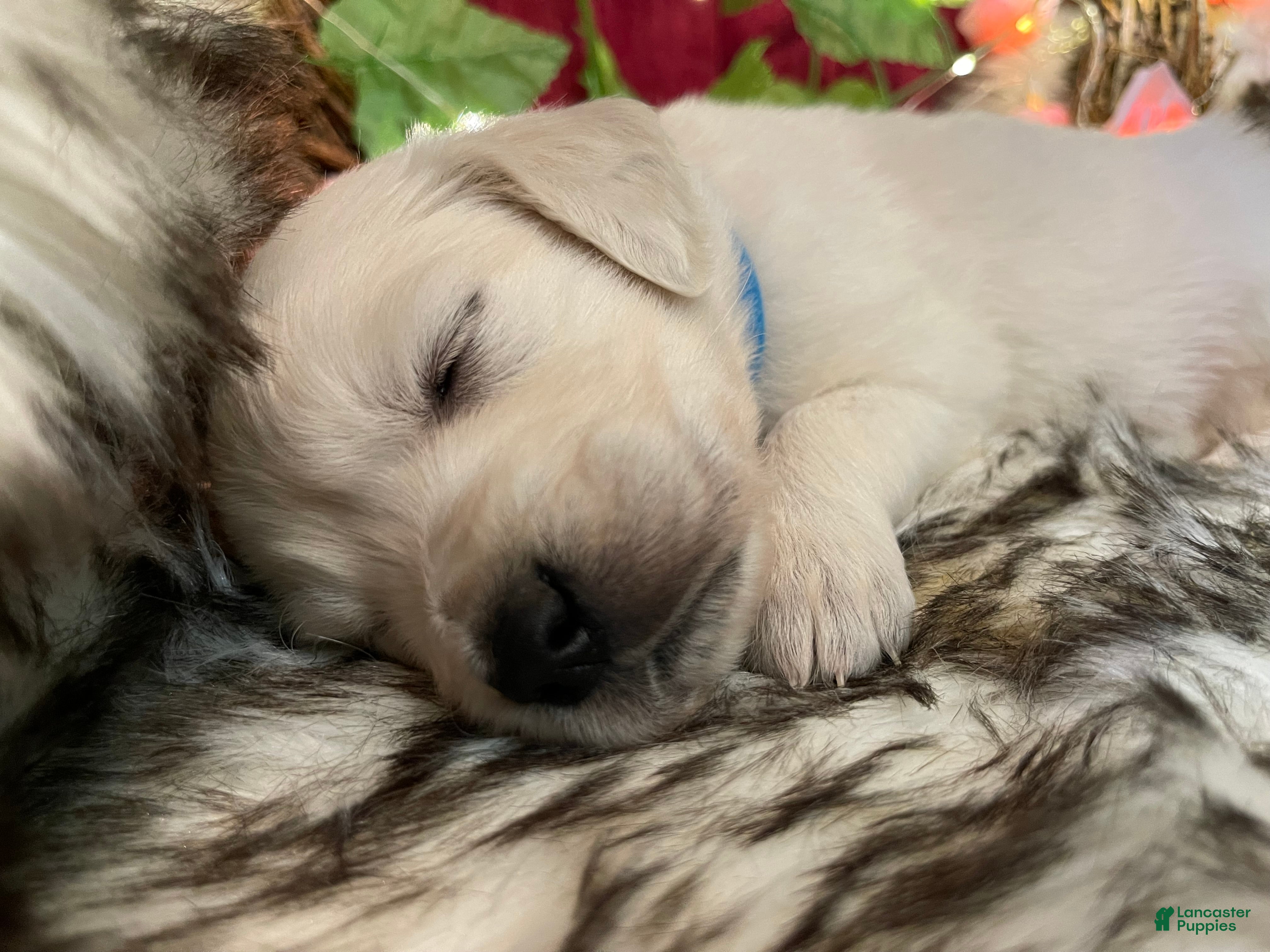 Golden Retriever dogs Mikey - Ad 1