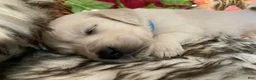 Golden Retriever dogs for sale: Mikey - Ad 1