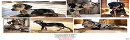 Catahoula Leopard Dog dogs for sale: Jesse 2026 M1 - Ad 9