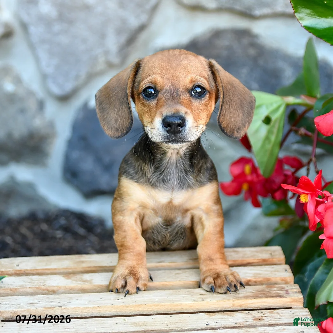 Miniature Dachshund dogs for sale: Laurie - Ad 3