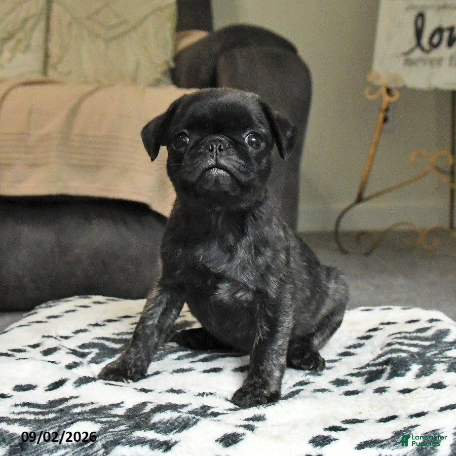 Pug dogs Poppy - Ad 2