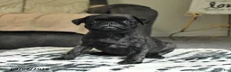 Pug dogs for sale: Poppy - Ad 2
