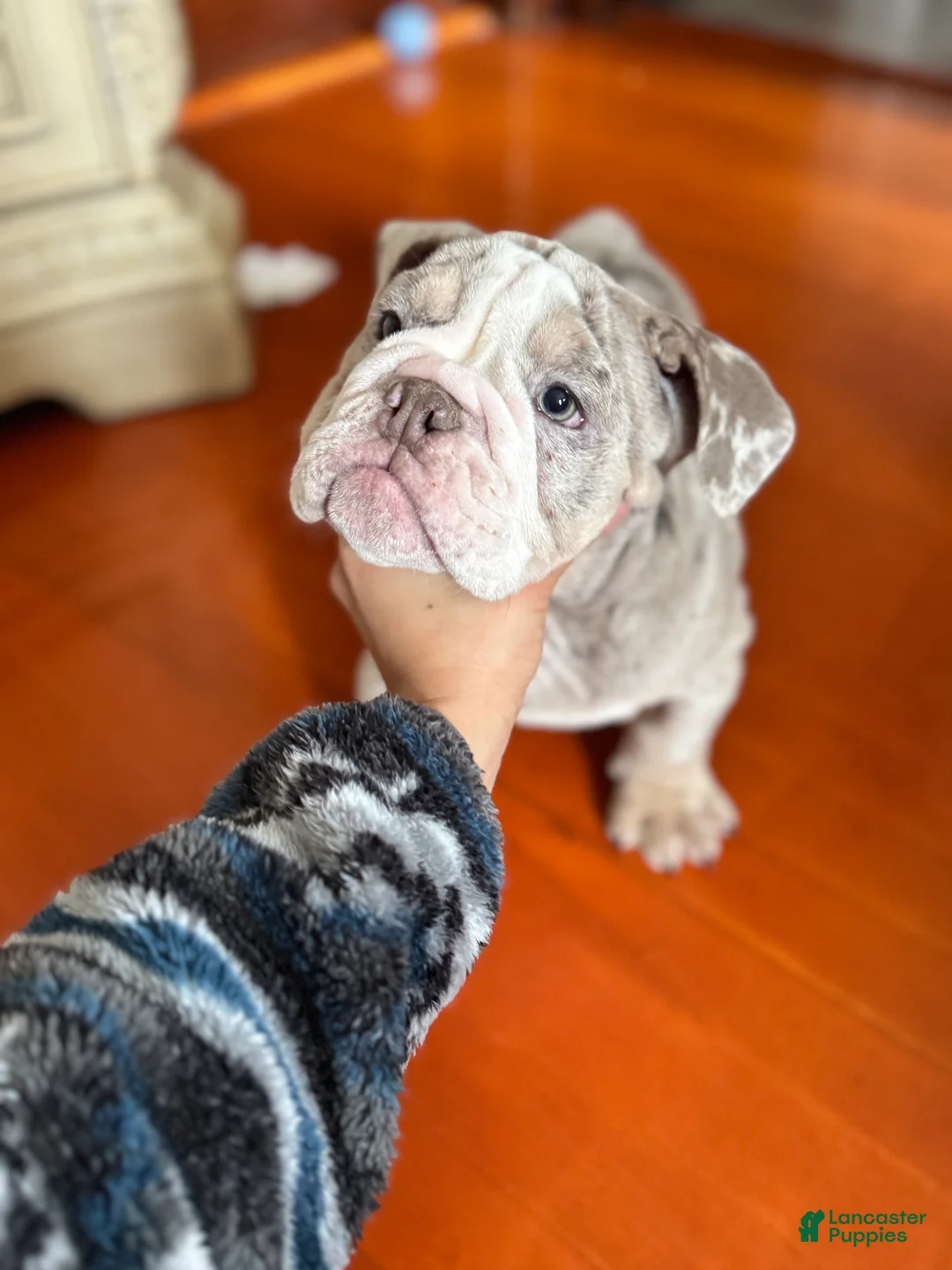 English Bulldog dogs for sale: English Bulldog Puppy 2 - Ad 1