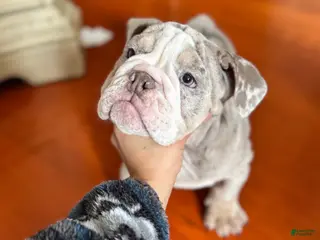 English Bulldog dogs English Bulldog Puppy 2 - Ad 38