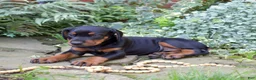Doberman Pinscher dogs for sale: Orchid - Ad 9