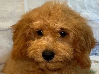 Mini Goldendoodle dogs Faith - Ad 19