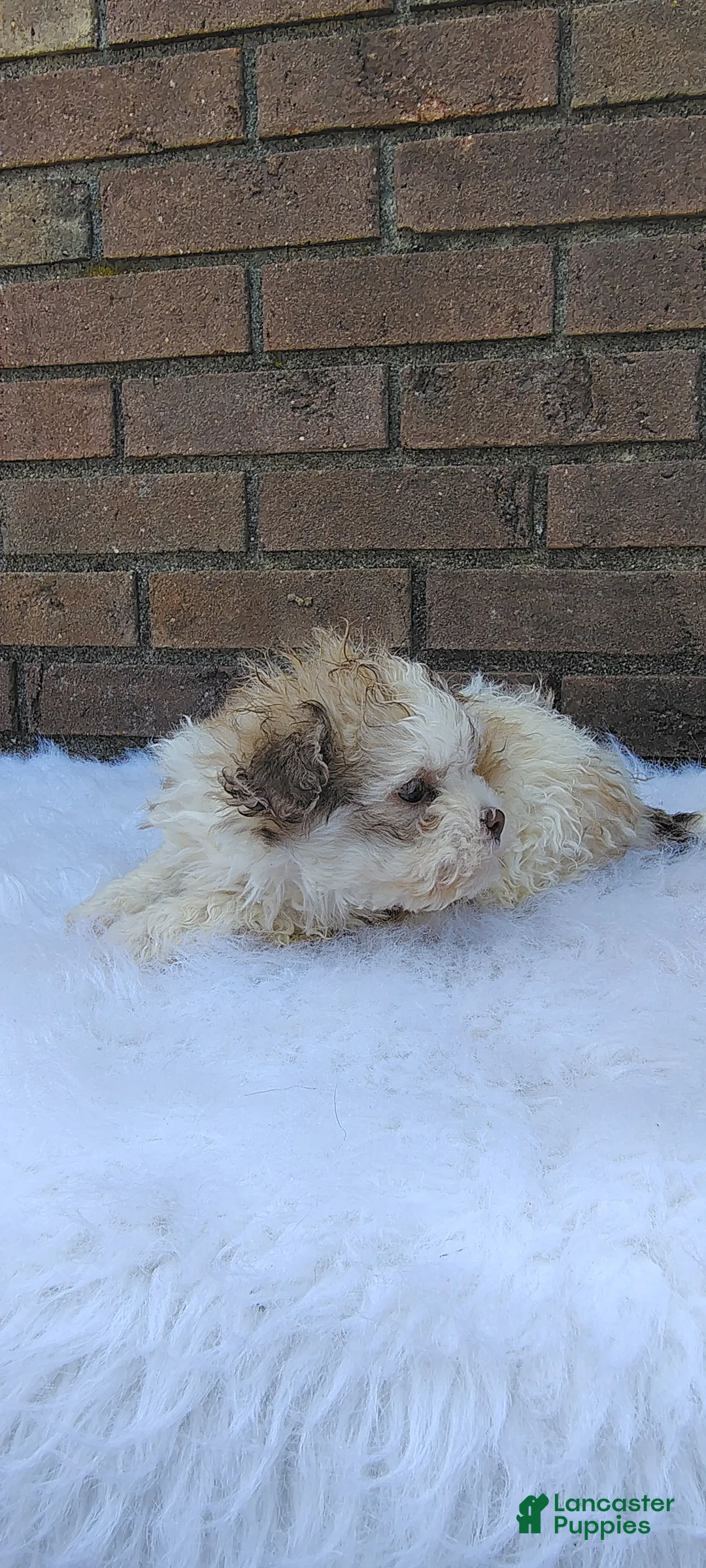 Maltipoo dogs for sale: Maltipoo Puppy 1 - Ad 9