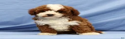 Cavapoo dogs for sale: Easton - Ad 9