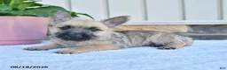 Cairn Terrier dogs for sale: Benson - Ad 4