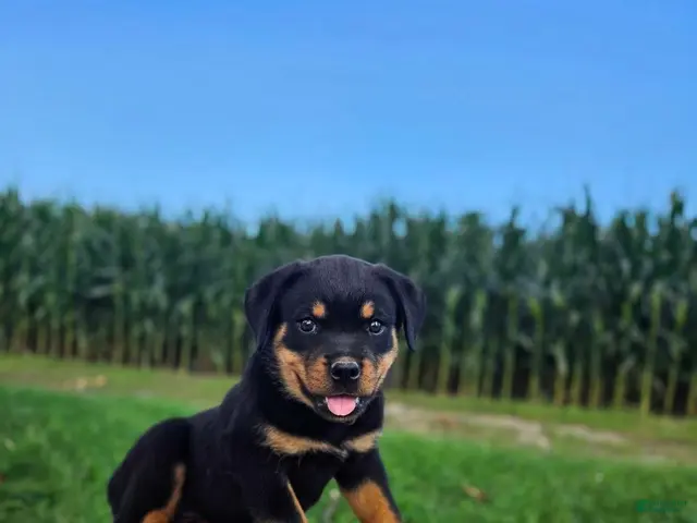 Rottweiler dogs for sale: Mia - Ad 2