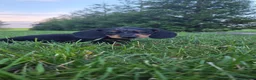 Miniature Dachshund dogs for sale: Hank - Ad 3