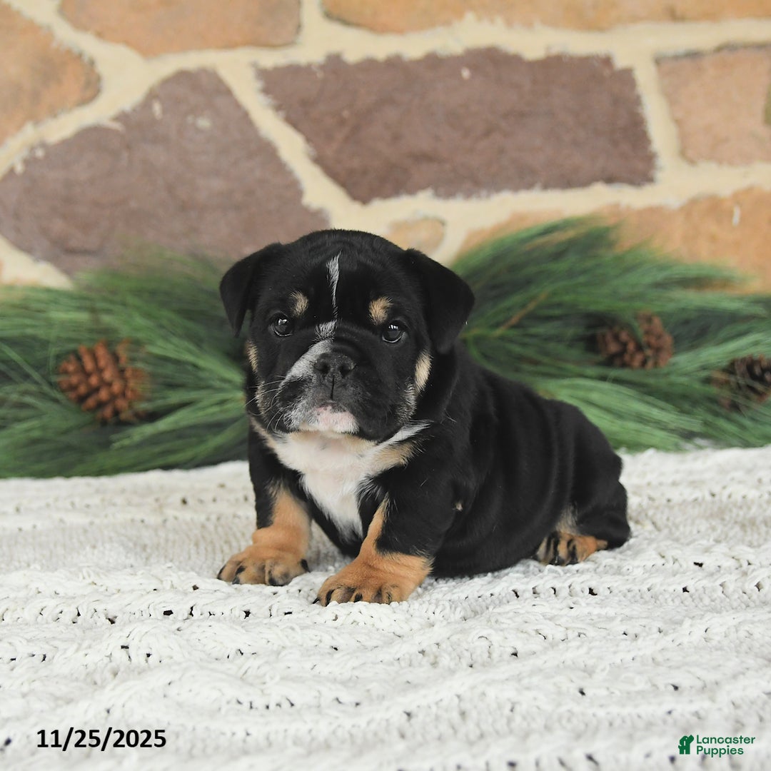 English Bulldog dogs for sale: Mocha Latte - Ad 3
