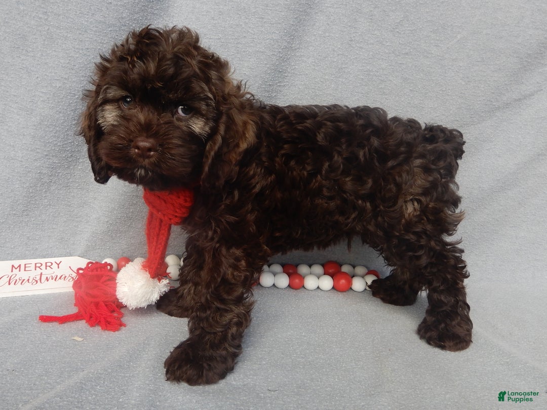 Cockapoo dogs for sale: Hershey - Ad 2