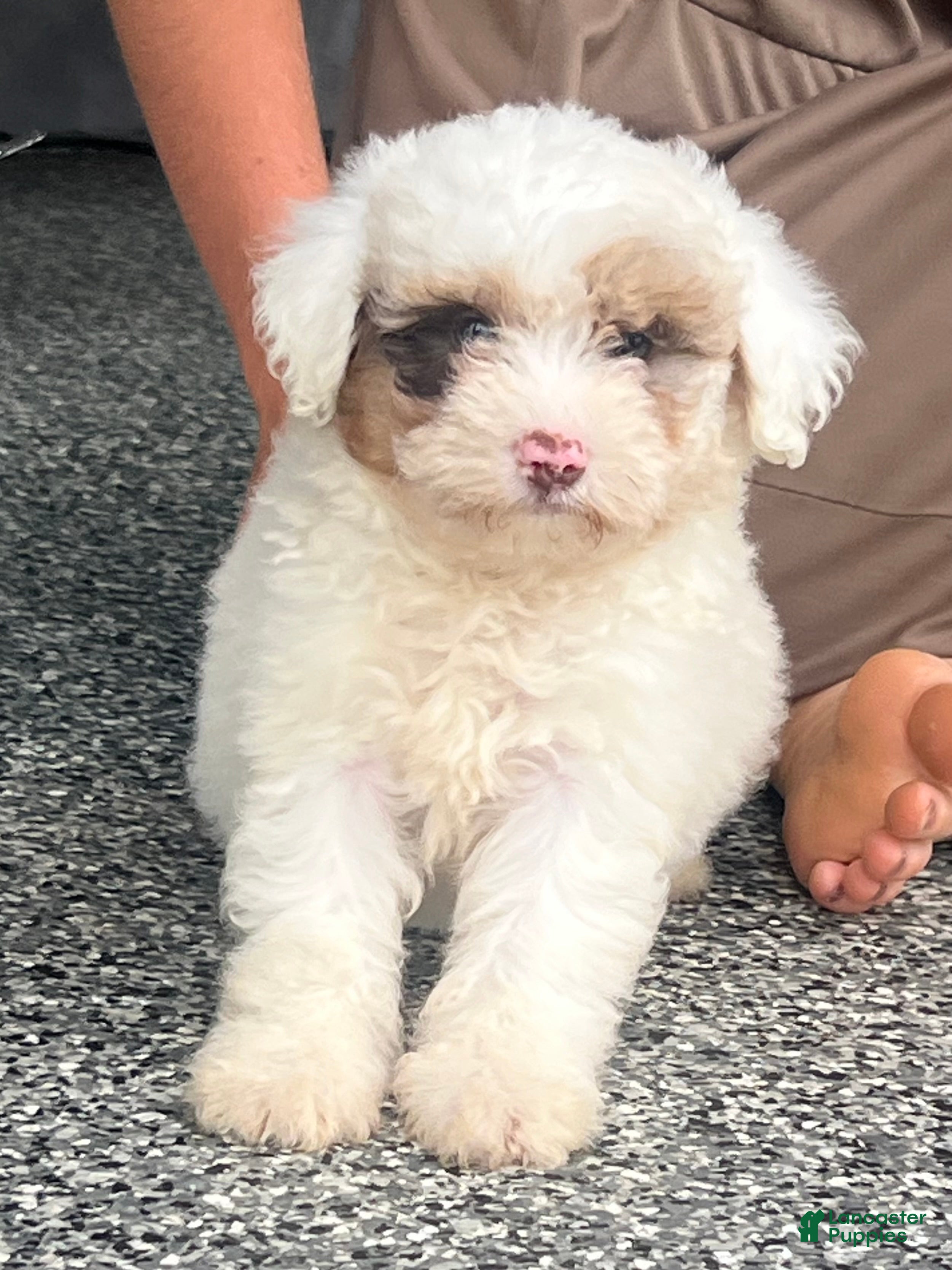 Mini Aussiedoodle dogs Orchid Mini Aussiedoodle  - Ad 1