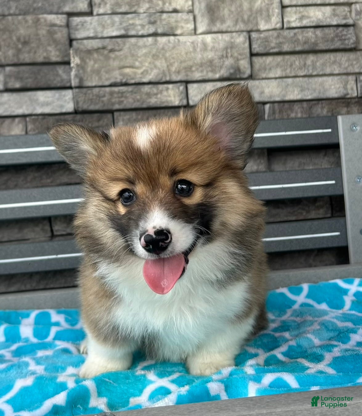 Welsh Corgi Pembroke dogs Roland Welsh Corgi Pembroke Puppy  - Ad 1