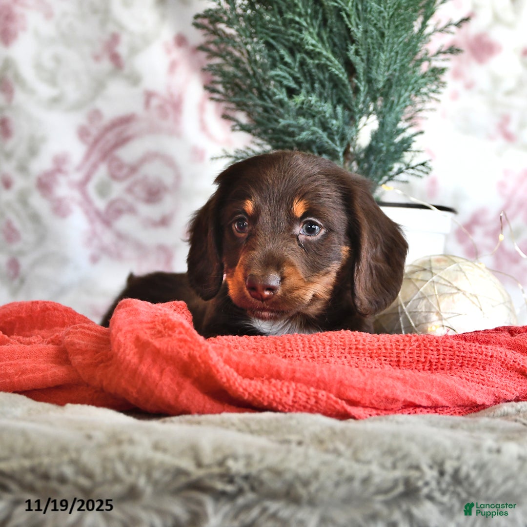 Miniature Dachshund dogs for sale: Mr Chocolate - Ad 3