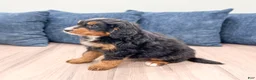Mini Bernedoodle dogs for sale: Brody - Ad 4