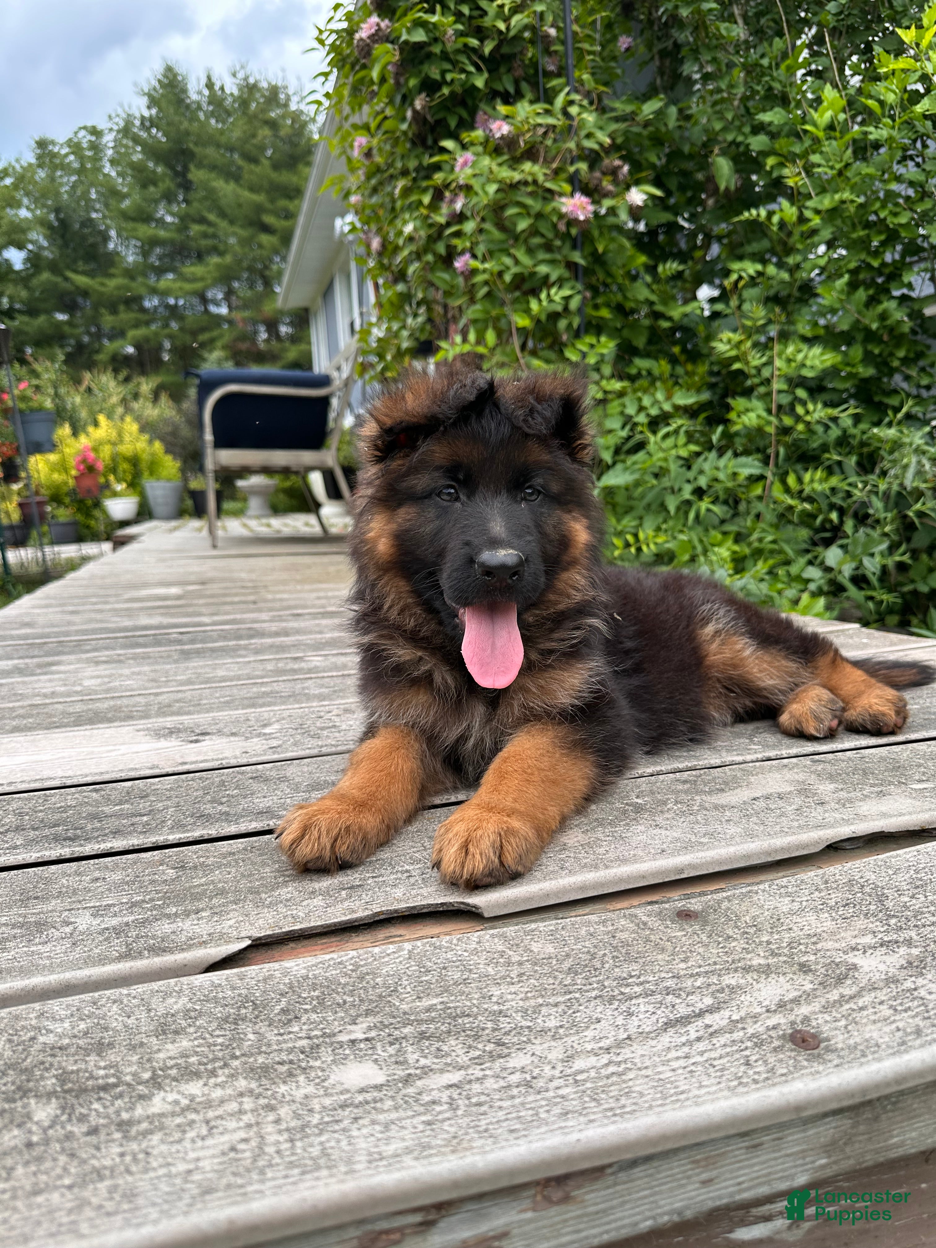 German Shepherd dogs Gracie - Ad 2