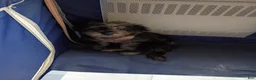 Shihpoo dogs for sale: Shihpoo 1 - Ad 1