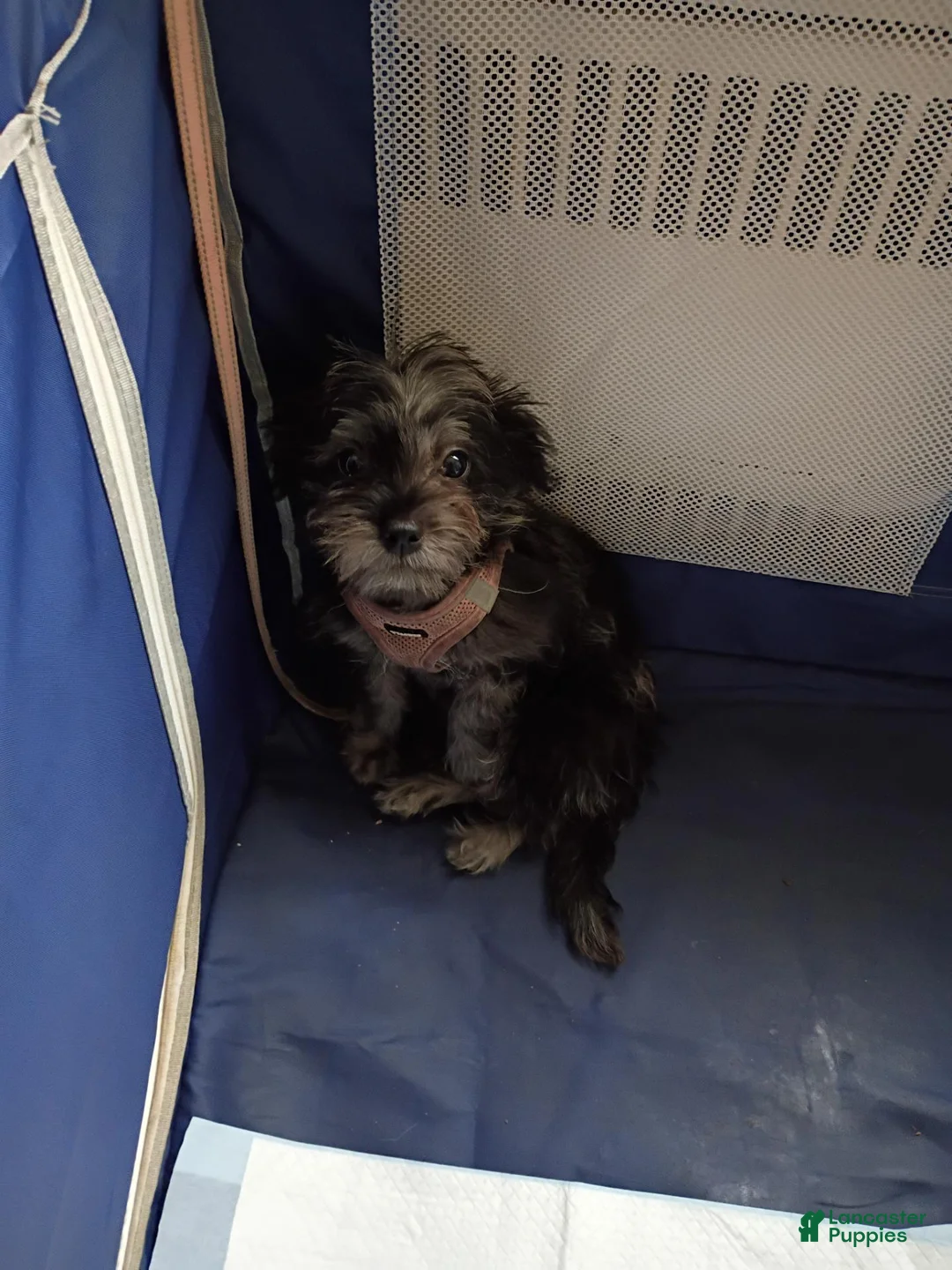 Shihpoo dogs for sale: Shihpoo 1 - Ad 1