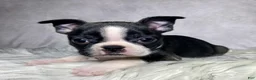 Boston Terrier dogs for sale: Miss Macy - Ad 3