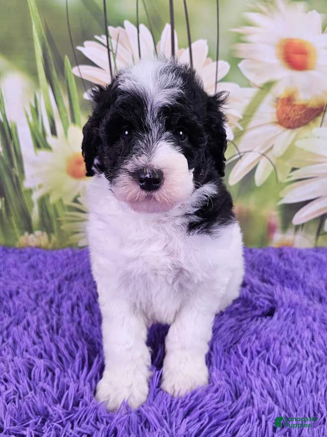 Mini Sheepadoodle dogs for sale: Wade - Ad 1