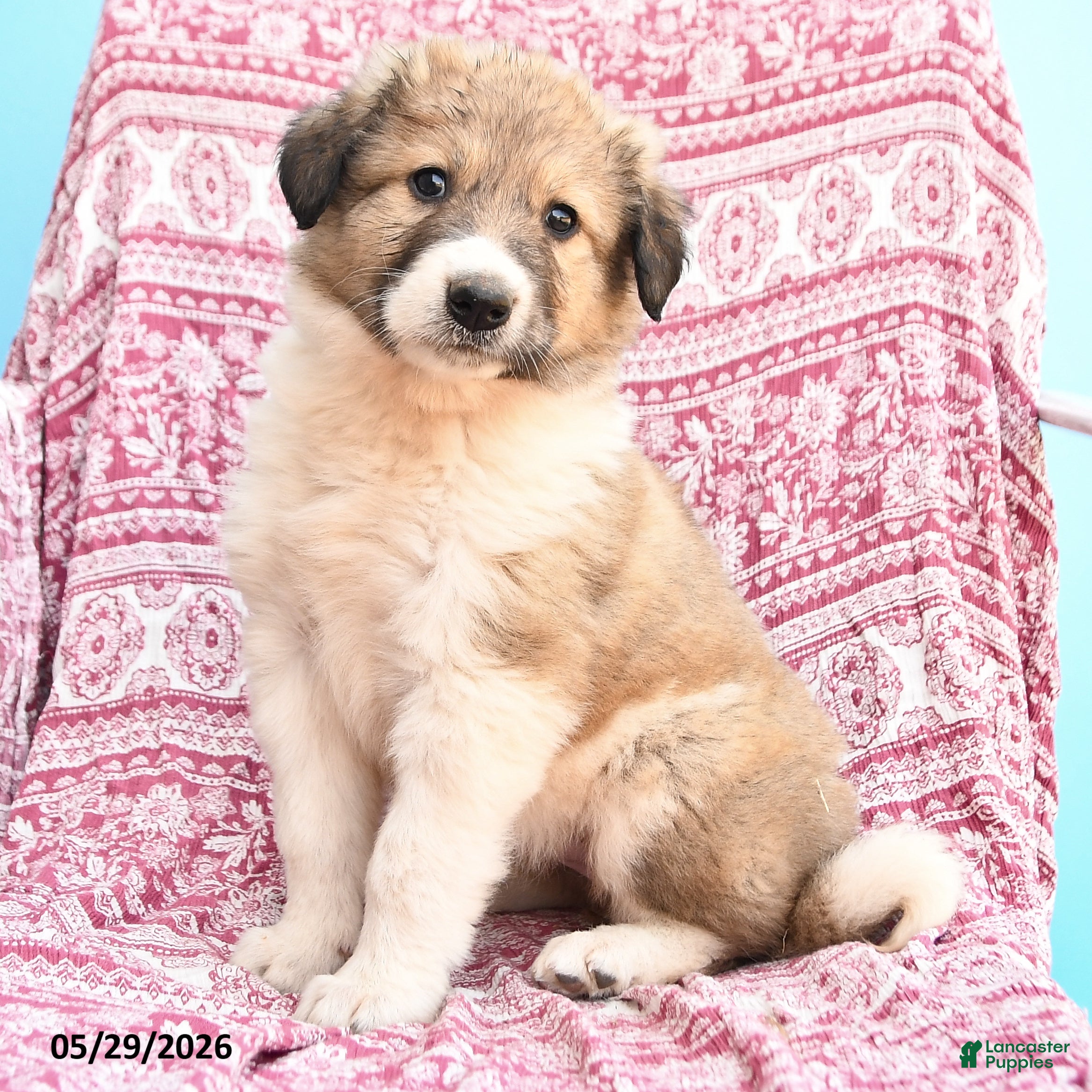 Mixed Breed dogs Hazel - Ad 2