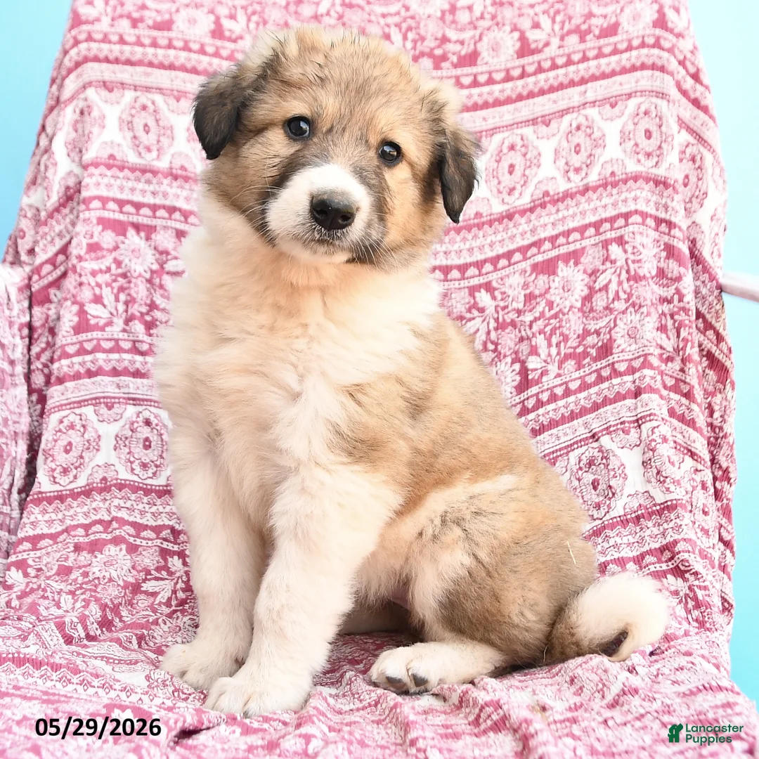 Mixed Breed dogs for sale: Hazel - Ad 2