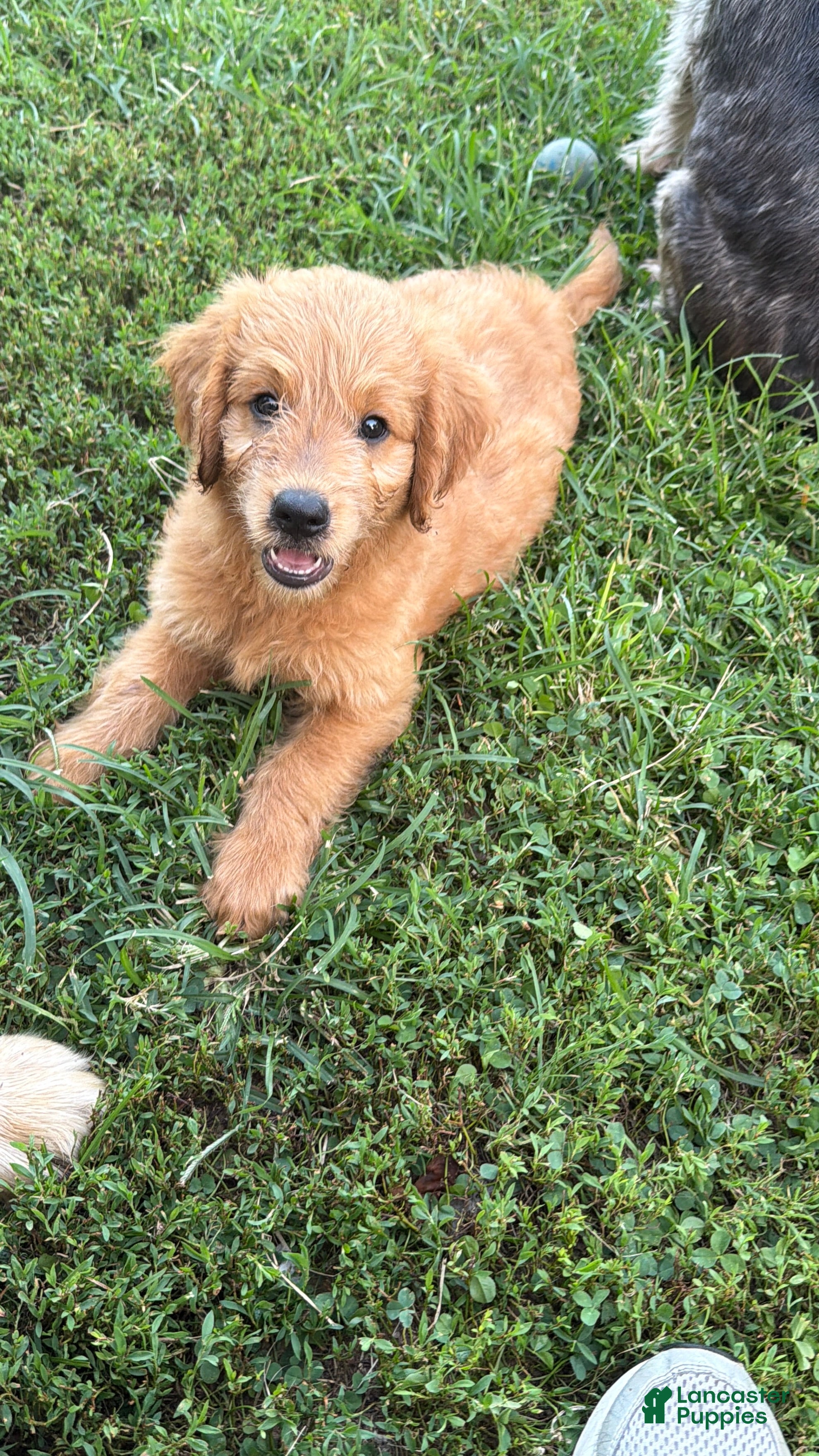 Mini Goldendoodle dogs Mini Goldendoodle LATTE  - Ad 7